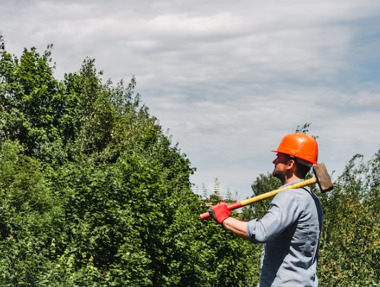 Tree Service