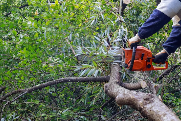 Tree Service