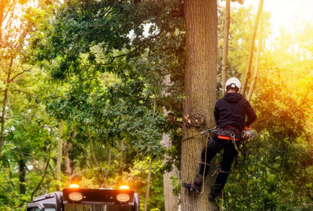 Tree Service