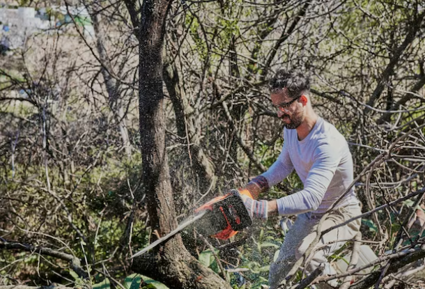 Tree Service